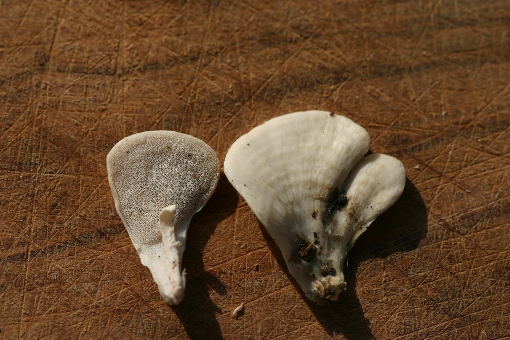 da determinare (Postia floriformis)